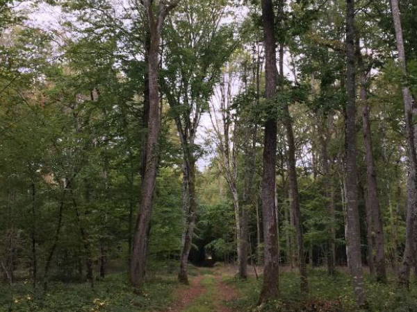 Forêt hautes-Visées - GFI FORECIAL 2